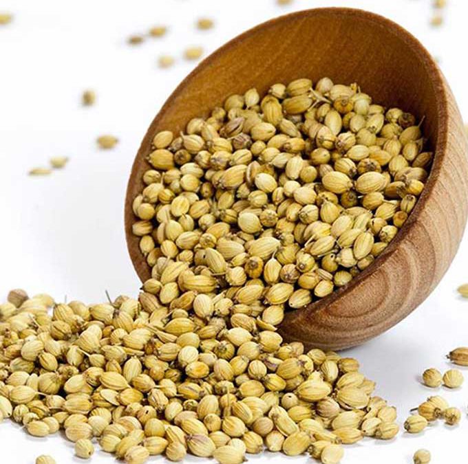 Coriander Seeds
